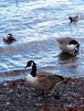 Canada Geese ii